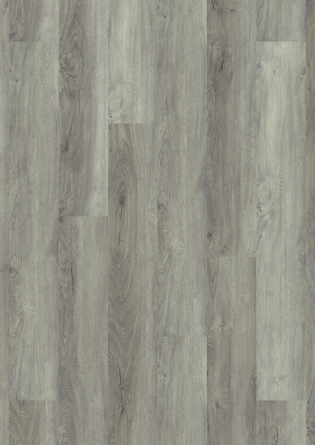 Siberian Grey